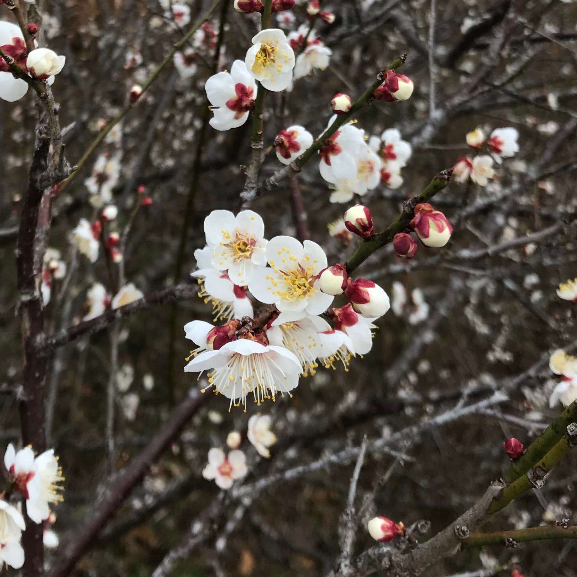 By Motif – JAPONICA