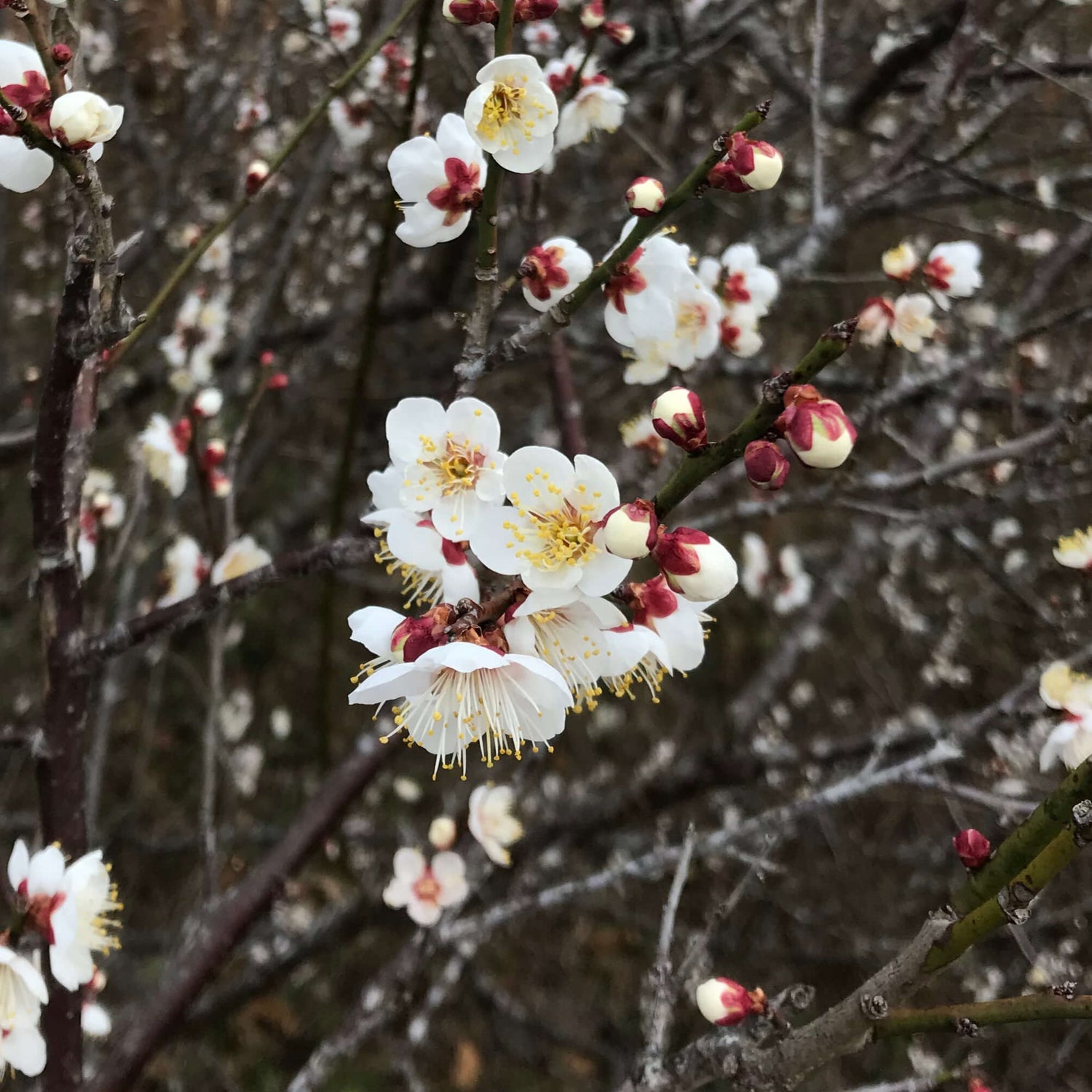Plum blossoms - Ume