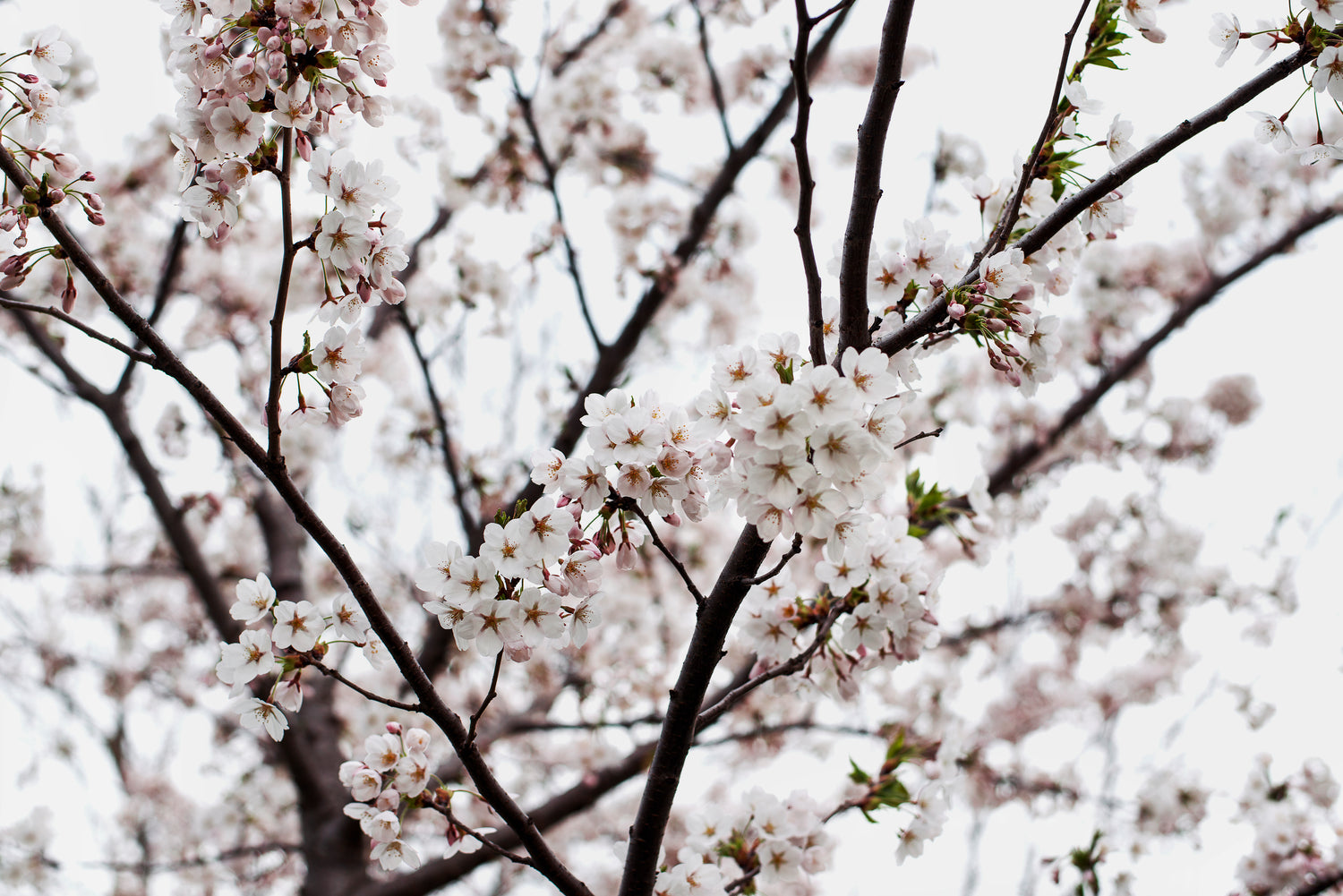 Cherry blossoms - Sakura
